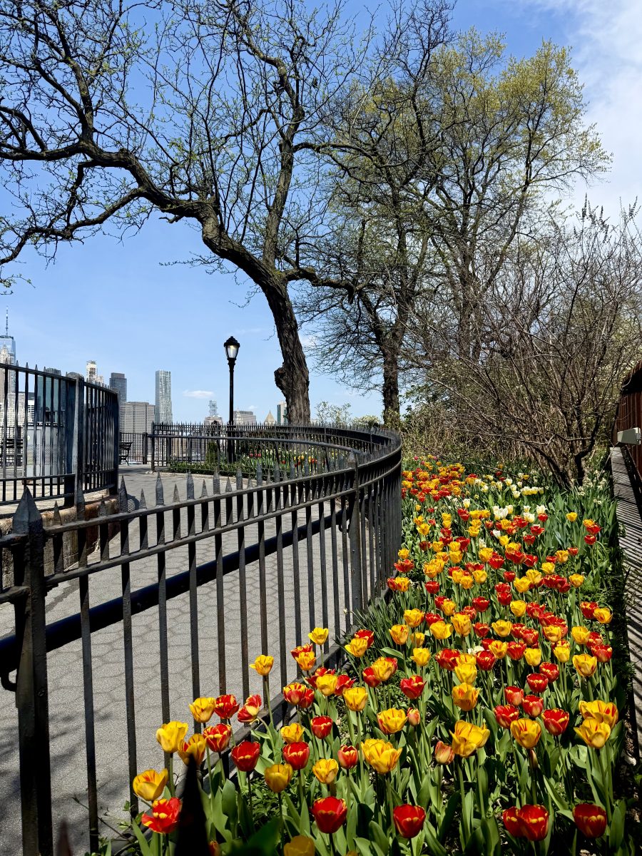 Brooklyn Heights Promenade Tulips